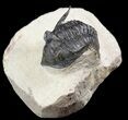 Detailed, Metacanthina (Asteropyge) Trilobite - Lghaft #49815-1